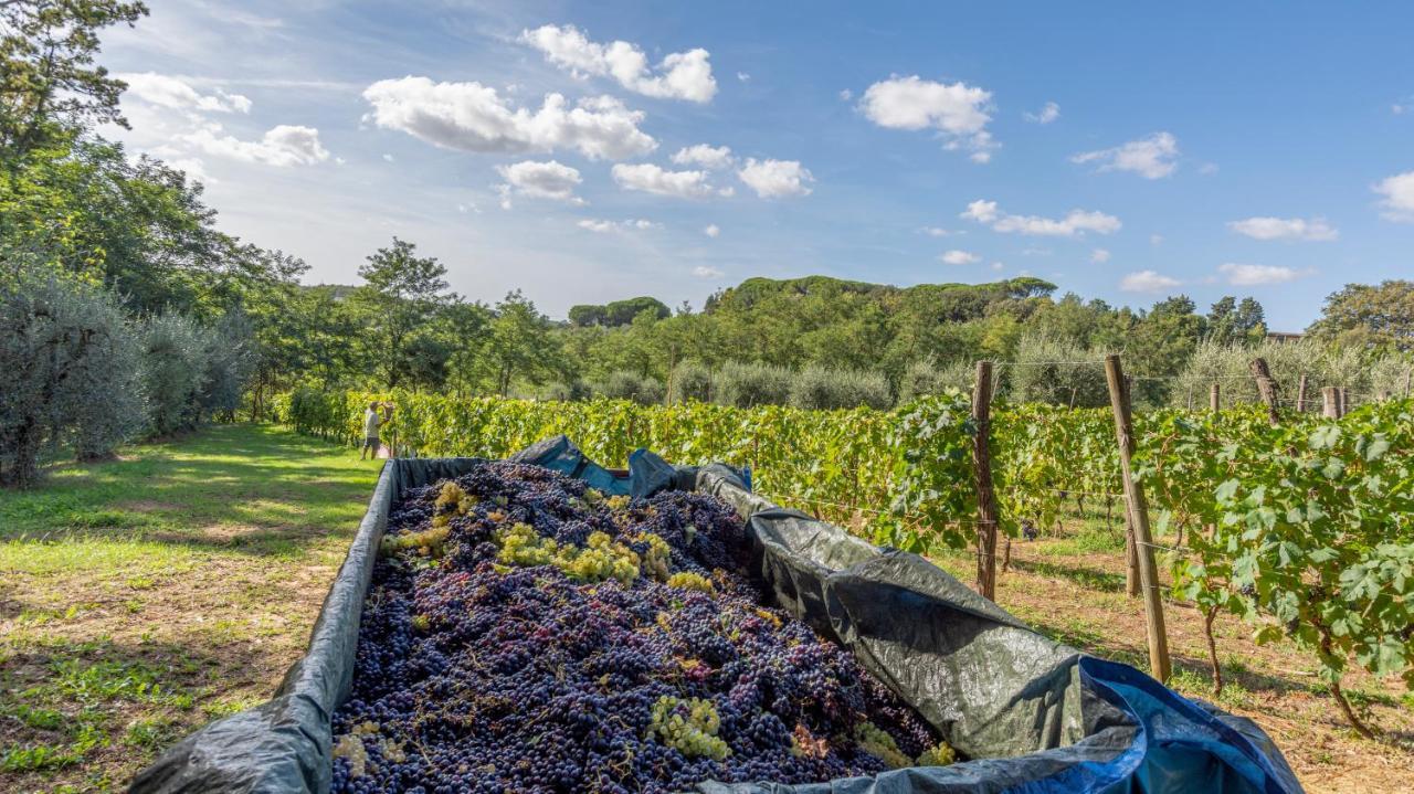 Podere Sant'Antonio Fauglia Exterior photo